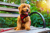Tips for Finding the Right Harness for Your Dog
